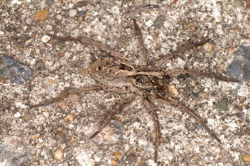 Lycosa_godeffroyi_D7206_Z_90_Kidmans camp_Australie.jpg